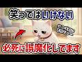 【知らないと損！】ちょっと残念で可愛すぎる猫の習性７選【猫雑学】