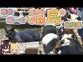 【ゆっくり解説】東北唯一の猫の島「田代島」への旅【旅動画】