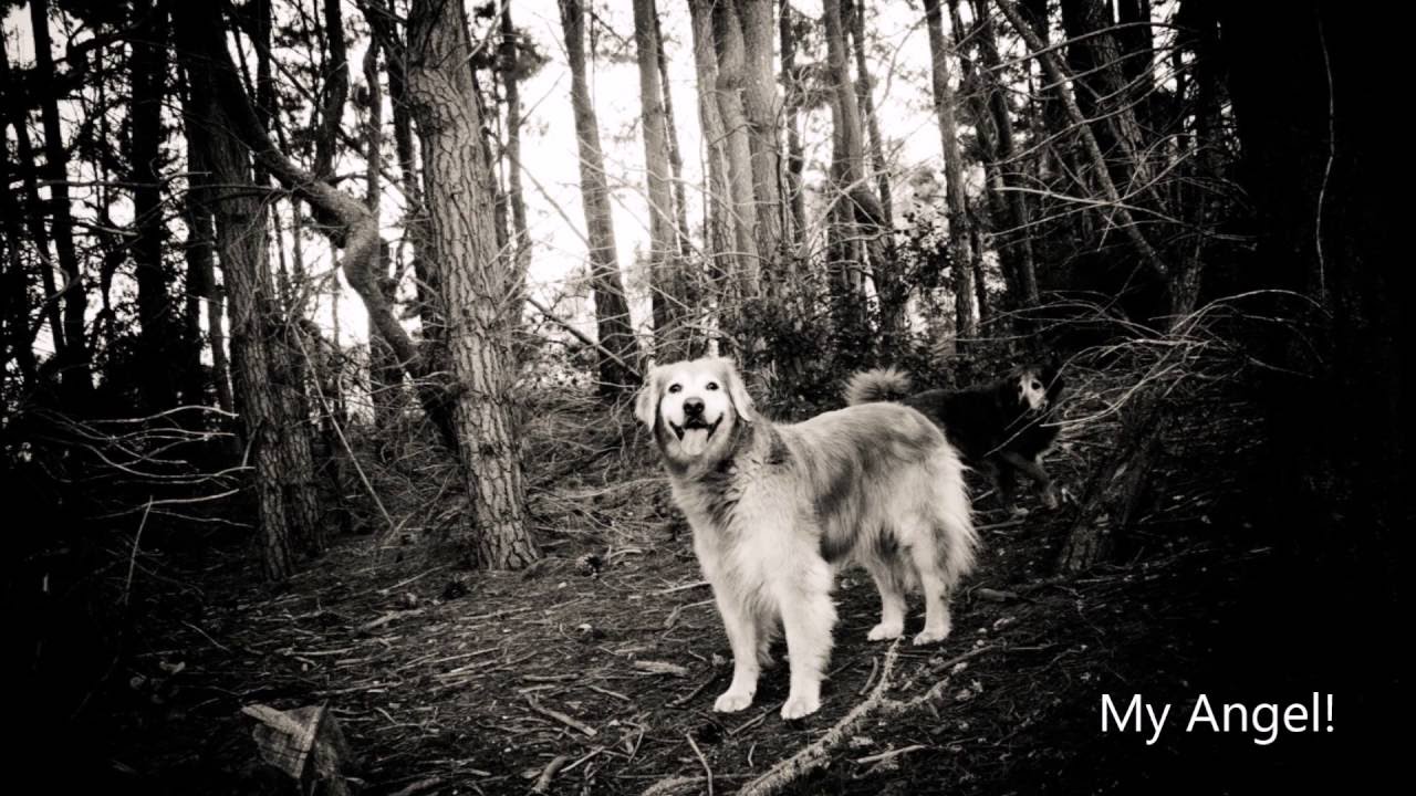 Dogs at LXV Wine in Paso Robles