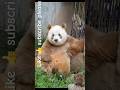😱 Panda’s Most Shocking Moment Ever! 🐼 You Won’t Believe What Happened! #Shorts
