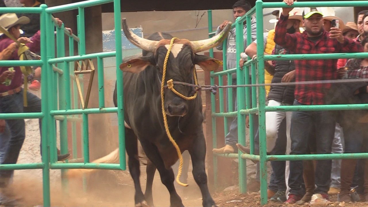 🔴 JARIPEO en Vivo HUECORIO MICH🔴 Rayito y Lobos de Michoacán vs Dorado y Dos Carnales 5 febrero 2026