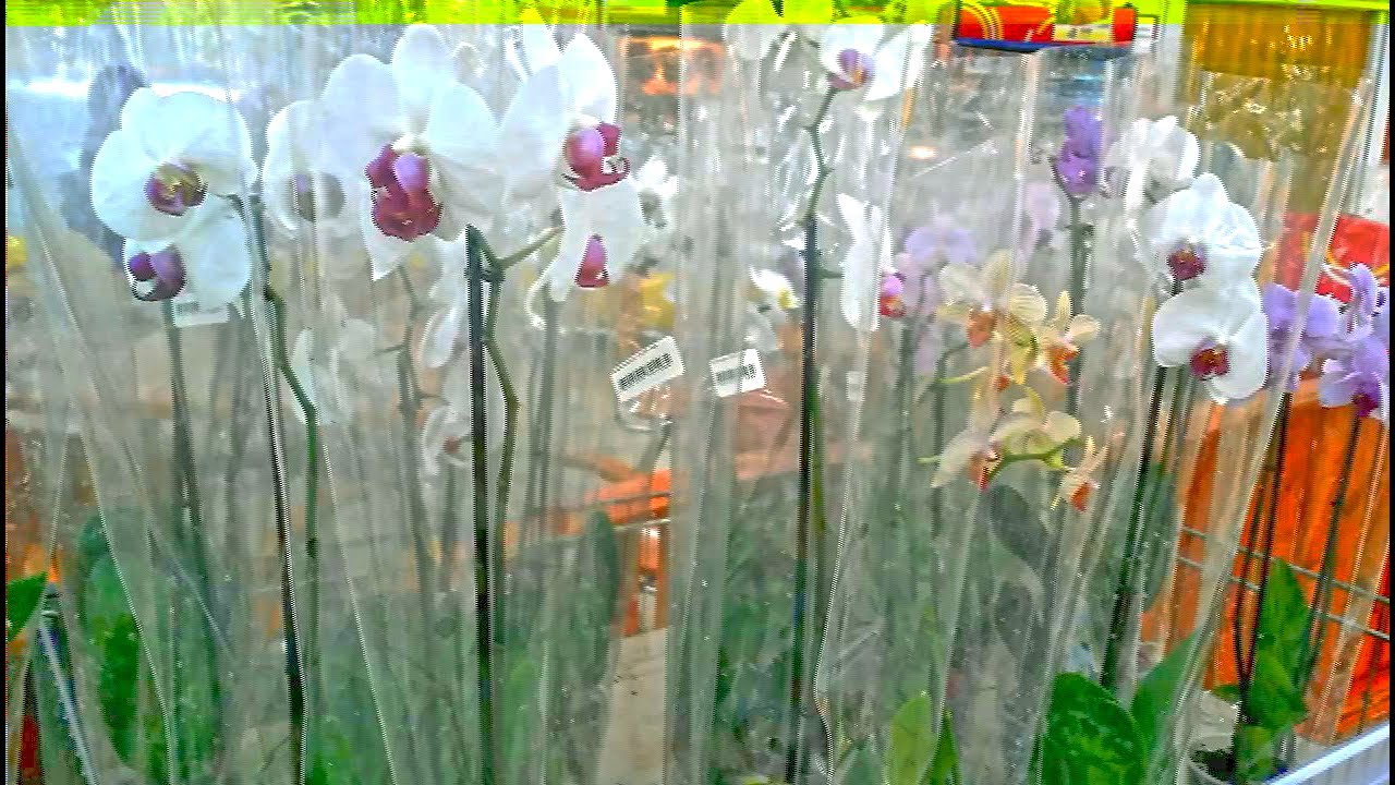 Усть Лабинск Магазин Для Орхидей Где Купить