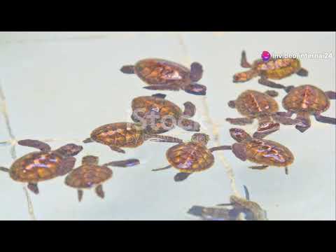 Protecting Malaysia's Sea Turtles: Guardians of the Ocean #animal2024 #wildlife