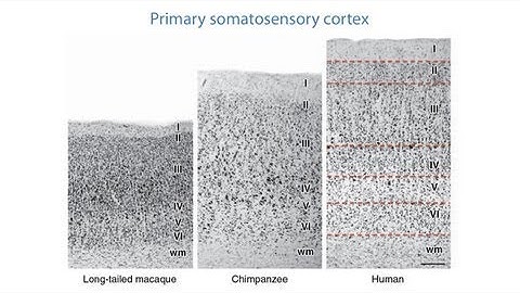 Chet Sherwood - Human Specializations of Cortical Microstructure