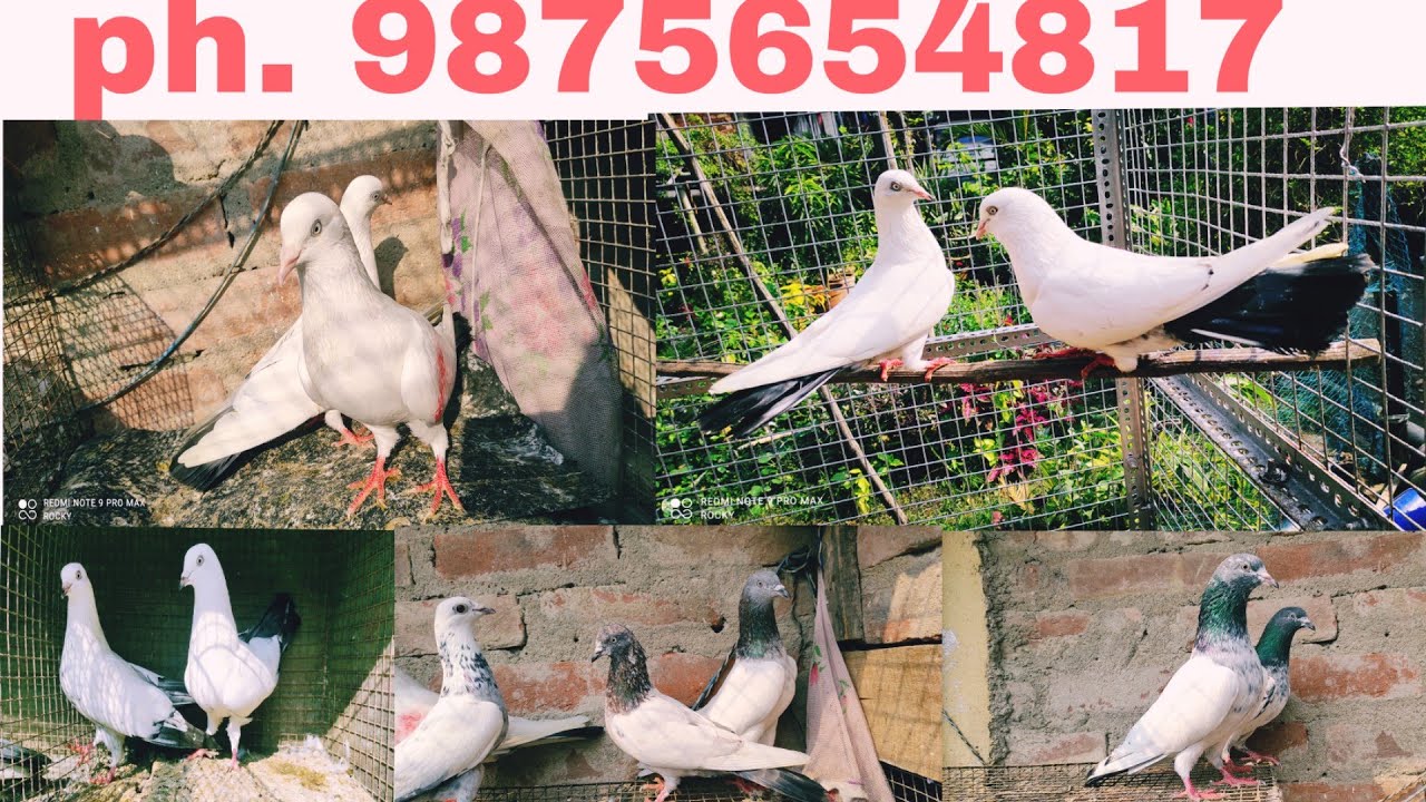 Rampuri/kalduma/Lalsira pigeon sell achy.ph.9875654817.kol.700110//.loc.. sodepur  road board Ghar..
