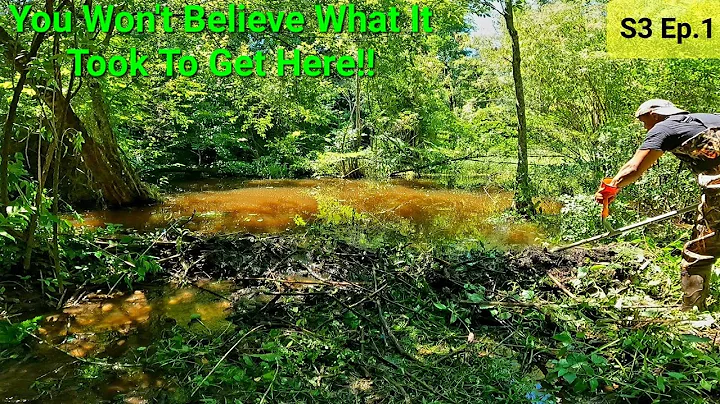 The Beavers Have Taken Over This Jungle Out Here! ...