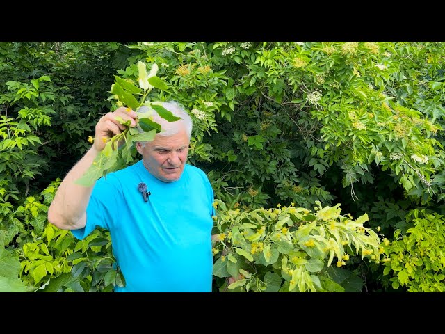 БУЗИНА: ПОЛЬЗА И ВРЕД