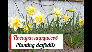 Посадка нарциссов в горшке.Planting daffodils.