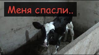 Лечение и профилактика диареи у теленка/Спасли жизнь теленку/