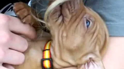 Cutest Vizsla puppy ever