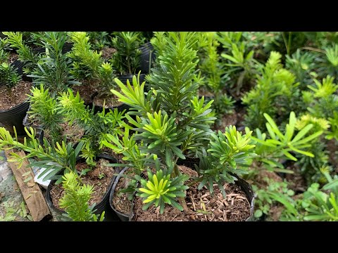 Video Bán giống tùng la hán lá kim cao 20cm | lh: 0979582872 - youtube