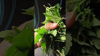 3 days of neglect!!! Quick Fix with LST techniques and trimming! Day 35 Of Veg!