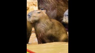 The Capybara