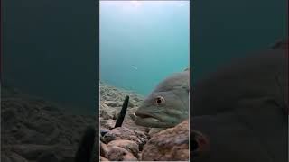 Cara Ikan Makan Upan Kesting