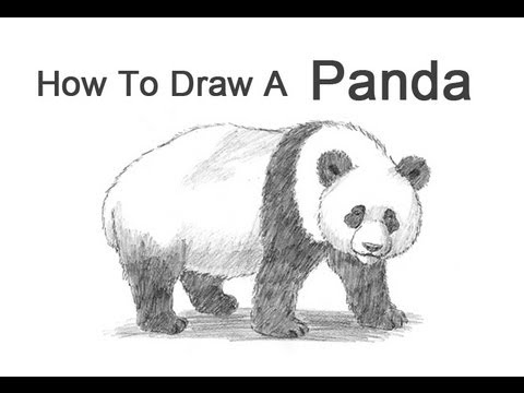 How to Draw a Panda - YouTube