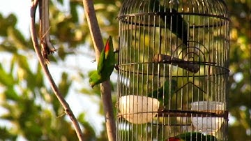 MIKAT BURUNG SERINDIT LINCAH DI KEBUN SAWIT