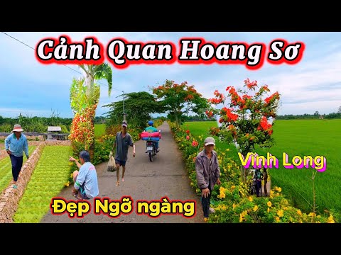 Lạc Bước Trên Con Đường Làng Hoa Tuyệt Đẹp - Giữa Cánh Đồng Cải Xà Lách Xoang Bình Minh Vĩnh Long 