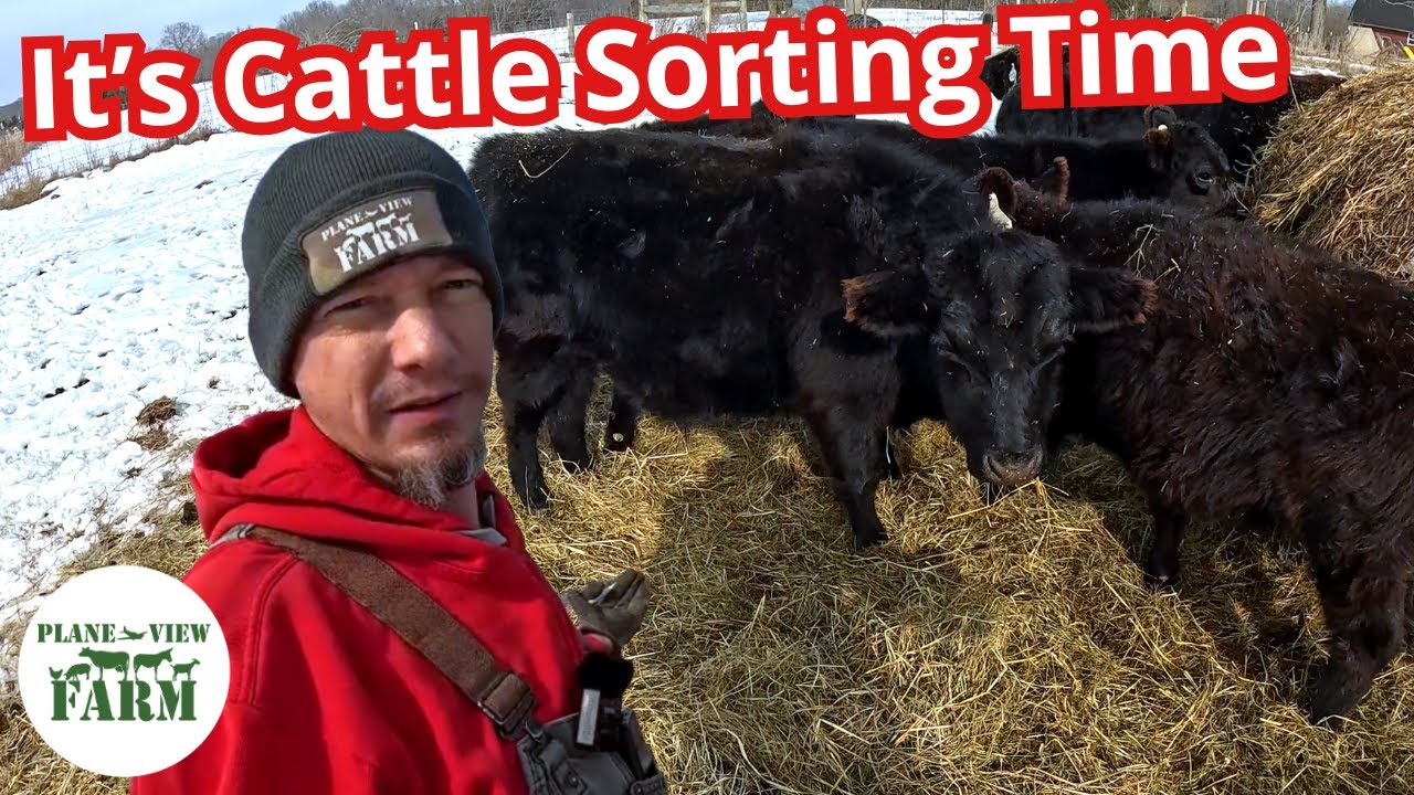 Calf Weaning & The Barn Gets a Solar Lighting Upgrade