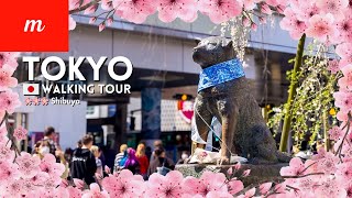 🌸 ทัวร์เท้าเที่ยวโตเกียว | การชมดอกไม้ซากุระที่ชิบูยะ | 2 เมษายน 2024