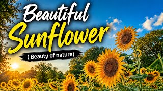 Beautiful Sunflower 🌻 | Nature Cinematic Video| 4K Nature Scenery | Village Cinematic Video #nature 