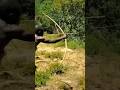 Ancient Hunting Techniques in the Wild 🌿#Nature #SurvivalSkills #Hunting #HandmadeBow#BowAndArrow