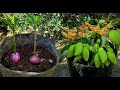 Great technique for grafting mango tree with onion