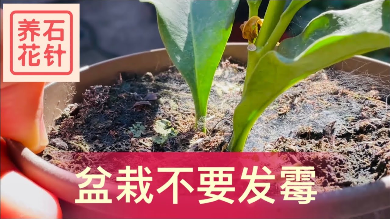 室内盆栽植物 要避免盆土发霉 说说我的处理方法和效果 Youtube