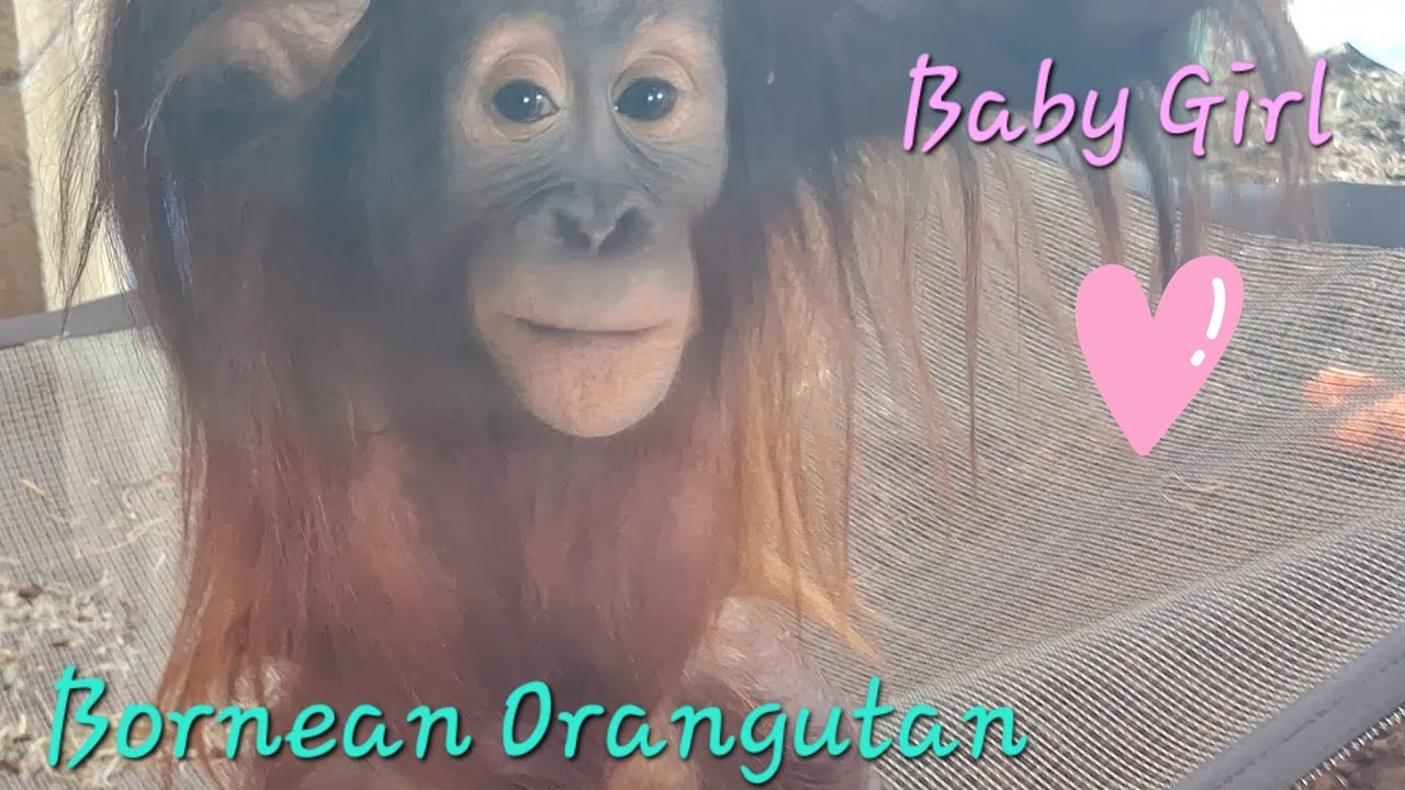 Happy Baby Girl Clementine Bornean Orangutan at Columbus Zoo 