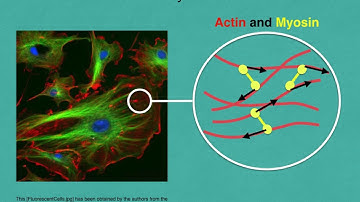 Instabilities, motion and deformation of active fluid droplets