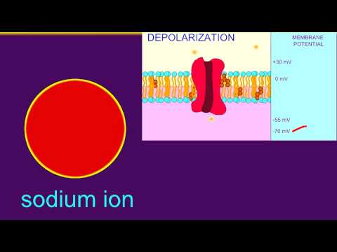 Video: Depolarizācijas laikā membrānas iekšpuse?