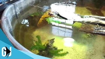 #15: How To 300 Gallon Rubbermaid Stocktank Turtles Setup