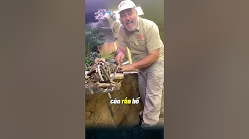 Nặng 20 kg, răng nanh dài 5cm, rắn Hổ lục Gaboon, cơn Ác mộng của rừng rậm châu Phi.