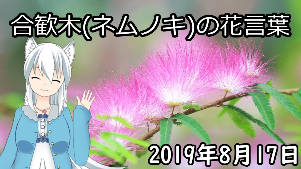 日刊動画 19年8月17日 合歓木 ネムノキ の花言葉 Youtube