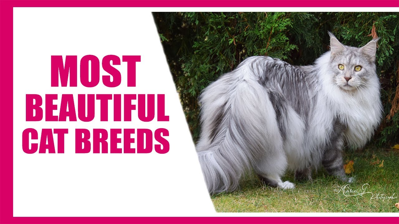 Top 10 Most Beautiful Cat Breeds In The World