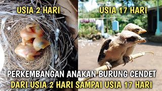 PERKEMBANGAN ANAKAN BURUNG CENDET DARI USIA 2 HARI SAMPAI 17 HARI !!