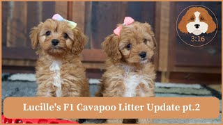Lucille's F1 Cavapoo Litter Update pt.2 by Cavapoos 3:16 152 views 1 month ago 1 minute, 40 seconds