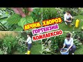 ХЛОРОЗ ГОРТЕНЗИЙ. Почему возникает? Как и чем лечить? Чем подкормить?