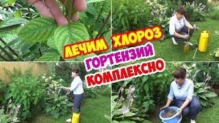 ХЛОРОЗ ГОРТЕНЗИЙ. Почему возникает? Как и чем лечить? Чем подкормить?