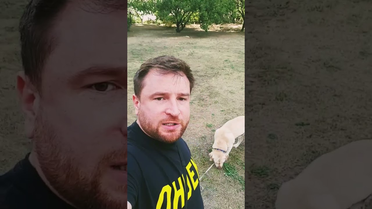 Как я гуляю с собакой