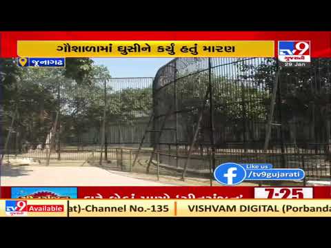 8 lions that were rescued from parts of Rajkot brought to Sakkarbaug zoo | TV9News