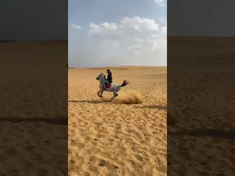 مفيش حاجه حصان عربي أصيل خيل اشرف بريش اكسبلور