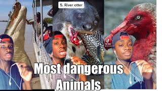 Most Dangerous Animals on Each Continent (Mndiaye_97 TikTok Compilation)