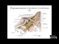 Формирование плечевого сплетения
