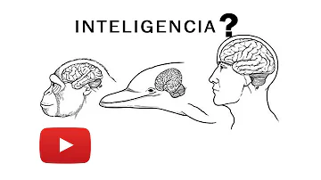 ¿Qué animal tiene el ADN más parecido al humano?