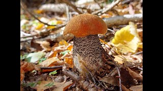 Грибник попал на поляну подосиновиков! Осенний сбор грибов 2023 года.