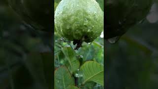 Guava Fruit Rain Seesan Amazing