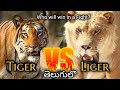 Tiger vs Liger| In Telugu | పులి వెర్సెస్ లైగర్ (World's Largest subspecies) |The Telugu Explorer