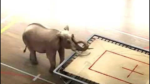 Trampoline loving Elephant doing flips