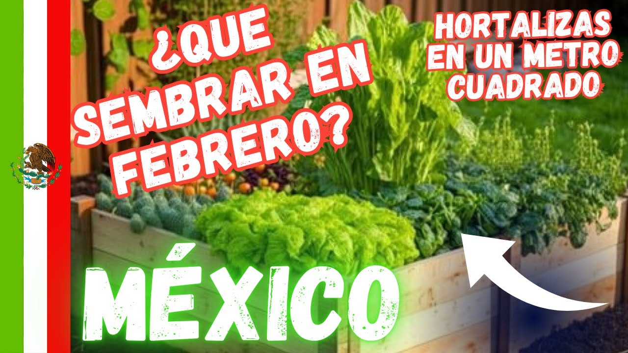 ¿Que sembrar en febrero? MÉXICO: Tareas Del Huerto 1m2.