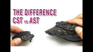 Nonton Video Ini Sebelum Beli Common Snapping atau Alligator Snapping Turtle (CST vs AST)